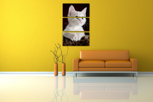 Leinwandbild Katzenbaby weiß süß Katzenbilder Katzen