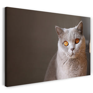 Leinwandbild Katze grau Karthäuser anmutig Katzenbilder Katzen