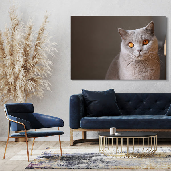 Leinwandbild Katze grau Karthäuser anmutig Katzenbilder Katzen