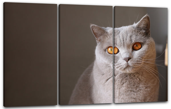 Leinwandbild Katze grau Karthäuser anmutig Katzenbilder Katzen