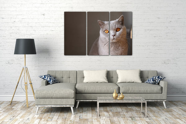 Leinwandbild Katze grau Karthäuser anmutig Katzenbilder Katzen