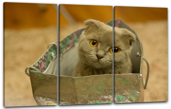 Leinwandbild Katzenbaby Karthäuser Geschenktüte Katzenbilder Katze