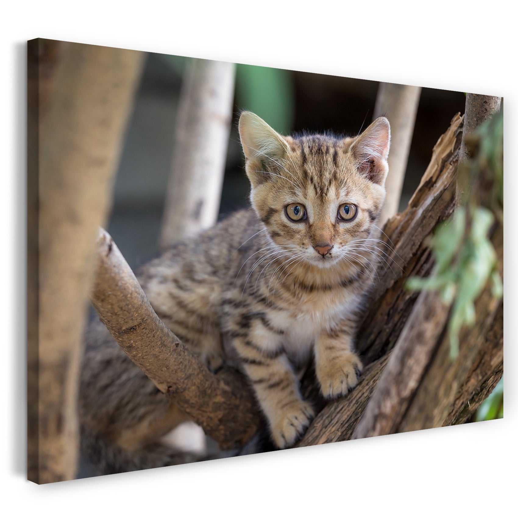 Leinwandbild Katzenbaby draußen auf Baum Katzenbilder