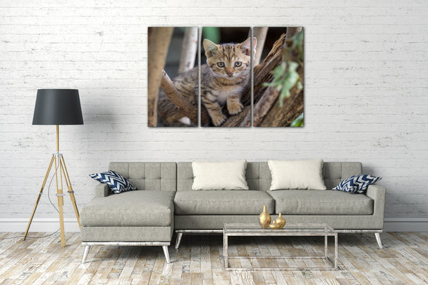 Leinwandbild Katzenbaby draußen auf Baum Katzenbilder