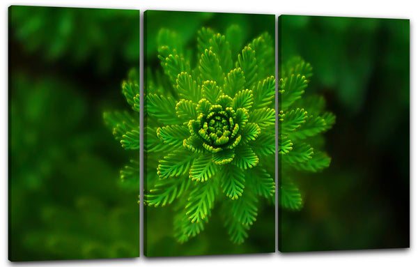 Leinwandbild Grüne Pflanzenblätter bilden abstrakte Struktur