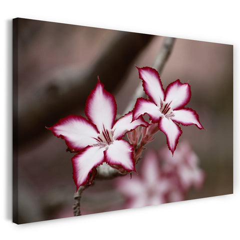 Leinwandbild Blumenbilder Blumenfotos Blüte mit weiß und weinroten Blättern