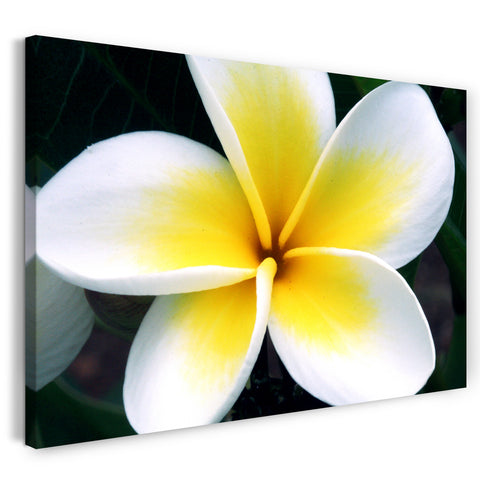 Leinwandbild Blumenbilder Blumenfotos gelb-weiße Blätter
