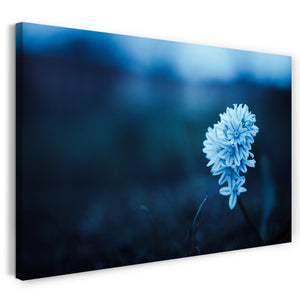 Leinwandbild Blumenbilder Blumenfotos hell-blaue Blüten verschwommener Hintergrund