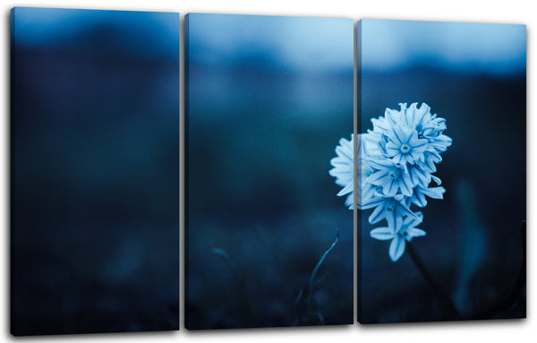 Leinwandbild Blumenbilder Blumenfotos hell-blaue Blüten verschwommener Hintergrund