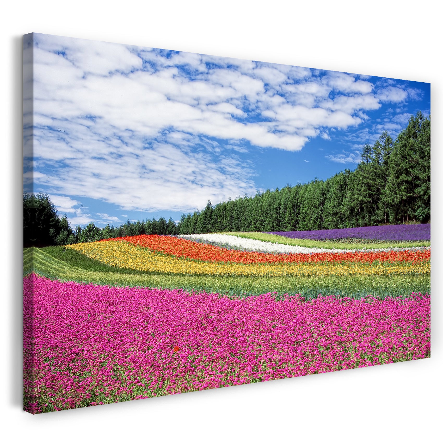 Leinwandbild Blumenwiese mit vielen Farben wie ein Regenbogen (pink, gelb, rot, weiß)