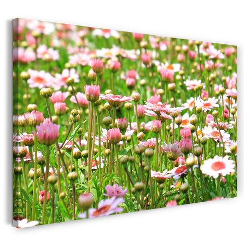 Leinwandbild Blumenwiese mit pink rosa weißen Blüten in grünem Gras