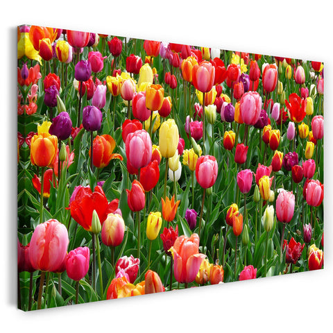Leinwandbild Bunte Tulpen (rosa, rot, gelb) auf grünem Feld