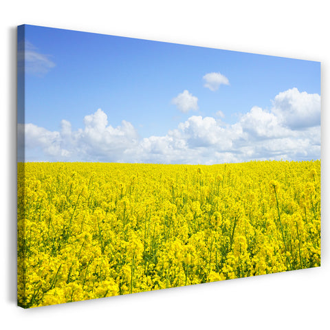 Leinwandbild Blumenbilder Blumenfotos Blumenfeld Blumenwiese Blumenmeer gelb