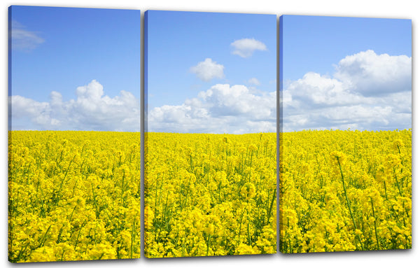 Leinwandbild Blumenbilder Blumenfotos Blumenfeld Blumenwiese Blumenmeer gelb