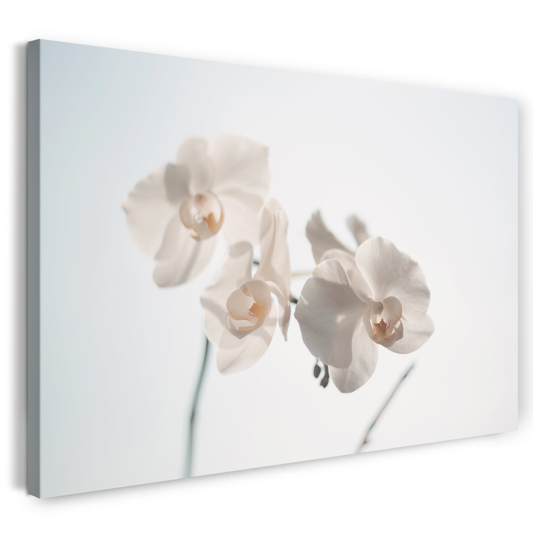 Leinwandbild Blumenbilder Blumenfotos weiße Blüten scharf unscharfer Hintergrund