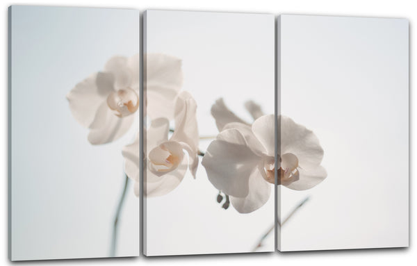 Leinwandbild Blumenbilder Blumenfotos weiße Blüten scharf unscharfer Hintergrund