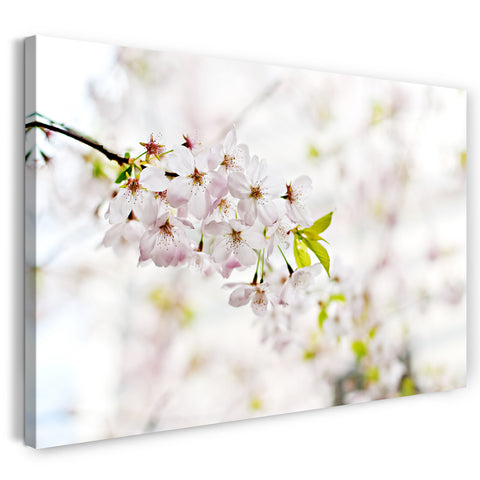 Leinwandbild Blumenbilder Dünner Baumast mit weiß-rosa Blüten