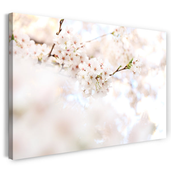 Leinwandbild Blumenbilder Blumenfotos weiße Blüten im Hintergrund