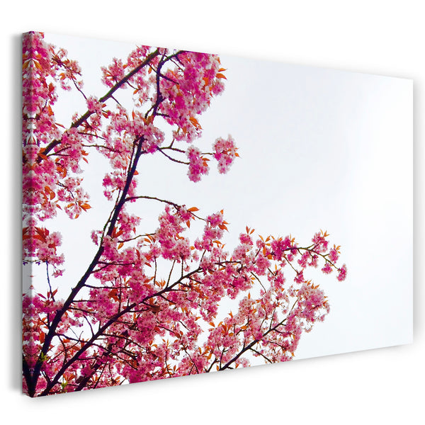Leinwandbild Blumenbilder Ausschnitt Kirchblütenbaum vor hell-blauem Hintergrund