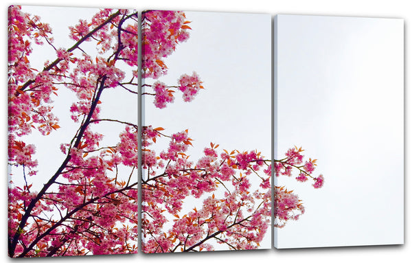 Leinwandbild Blumenbilder Ausschnitt Kirchblütenbaum vor hell-blauem Hintergrund