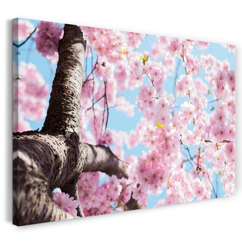 Leinwandbild Blumenbilder Kirchblütenbaum fotografiert von unten