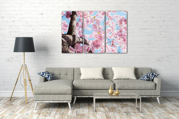 Leinwandbild Blumenbilder Kirchblütenbaum fotografiert von unten