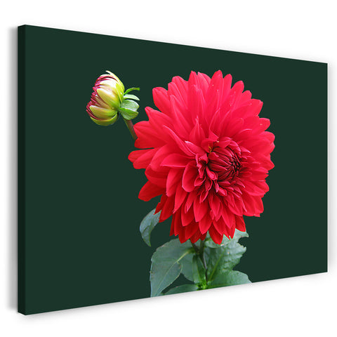 Leinwandbild Blumenbilder Blumenfotos rote Dahlie vor grünem Hintergrund