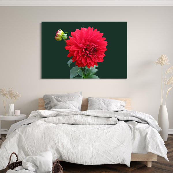 Leinwandbild Blumenbilder Blumenfotos rote Dahlie vor grünem Hintergrund