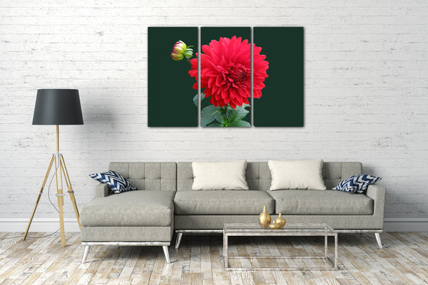 Leinwandbild Blumenbilder Blumenfotos rote Dahlie vor grünem Hintergrund