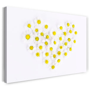 Leinwandbild Blumenbilder Blumenfotos Herz aus Kamillenblüten weißer Hintergrund