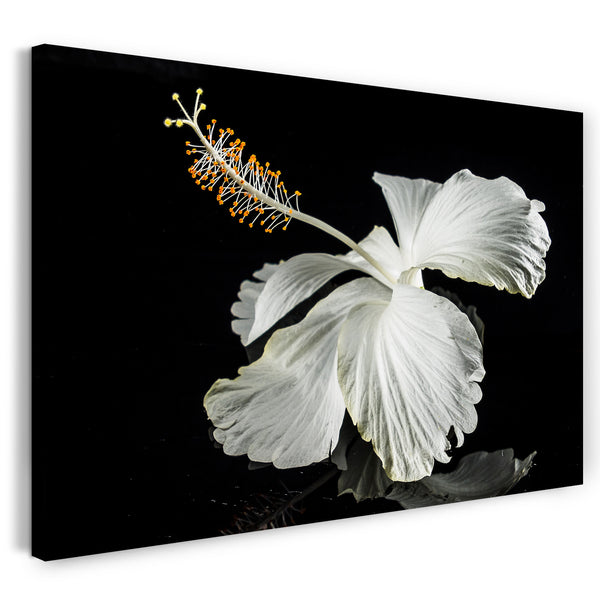 Leinwandbild Blumenbilder Nahaufnahme Hibiskus schwarzer Hintergrund