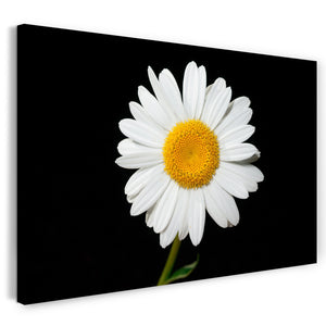 Leinwandbild Blumenbilder Blumenfotos Kamille vor schwarzem Hintergrund