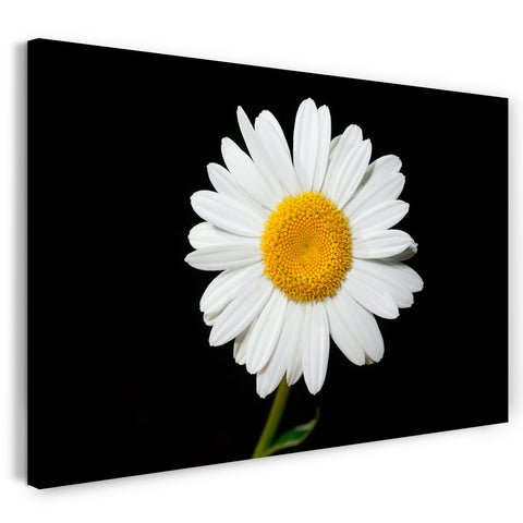 Leinwandbild Blumenbilder Blumenfotos Kamille vor schwarzem Hintergrund