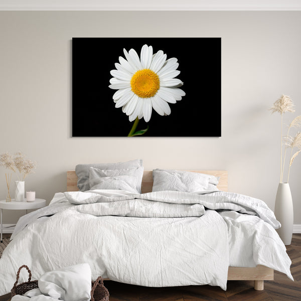 Leinwandbild Blumenbilder Blumenfotos Kamille vor schwarzem Hintergrund