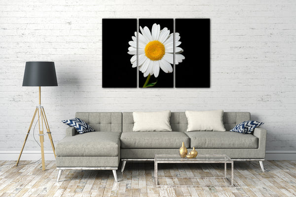 Leinwandbild Blumenbilder Blumenfotos Kamille vor schwarzem Hintergrund