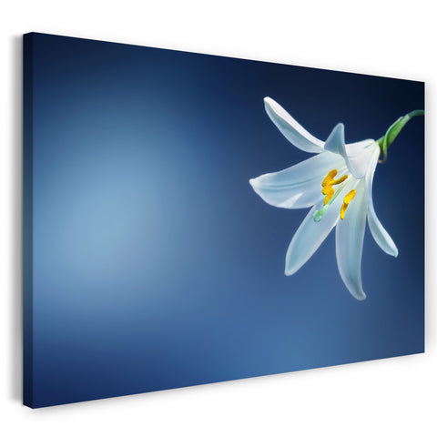 Leinwandbild Blumenbilder Blumenfotos Lilie weiß, Hintergrund hell-blau unscharf