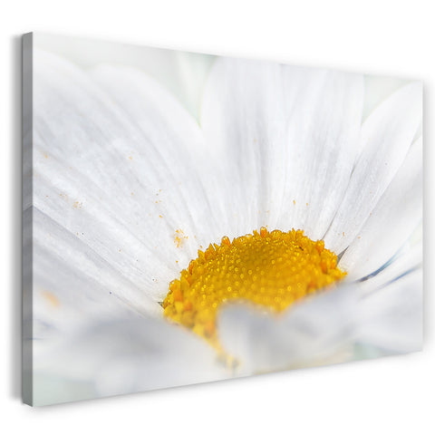 Leinwandbild Blumenbilder Blumenfotos Margerite Nahaufnahme