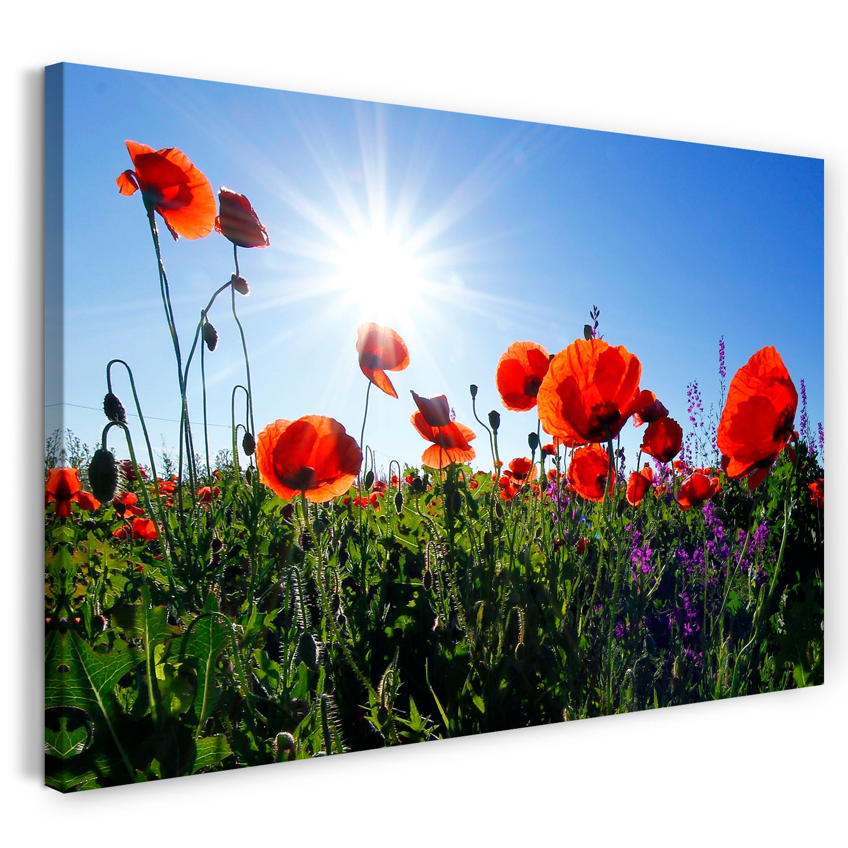 Leinwandbild Blumenbilder Mohnblume Mohnblumen-Feld Sonne links oben