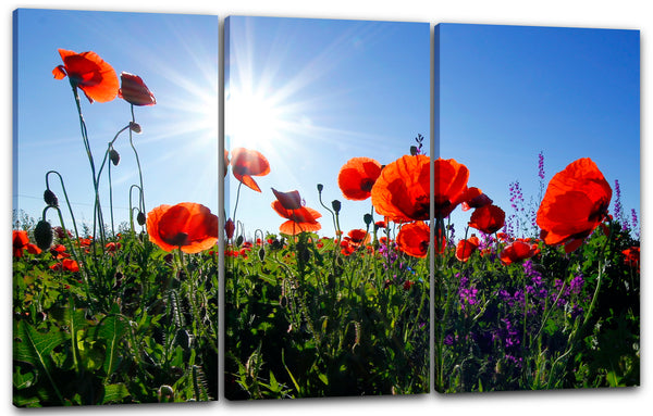 Leinwandbild Blumenbilder Mohnblume Mohnblumen-Feld Sonne links oben