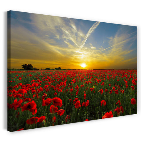 Leinwandbild Blumenbilder Mohnblume Mohnblumen-Feld bei Sonnenuntergang