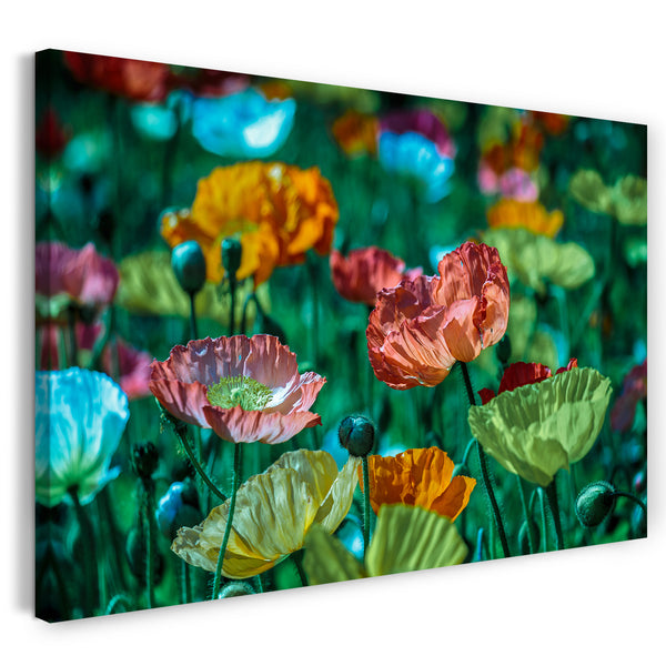 Leinwandbild Blumenbilder Mohnblumen-Feld mit vielen bunten Farben