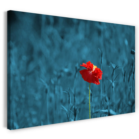 Leinwandbild Blumenbilder Mohnblume allein vor blauem Hintergrund
