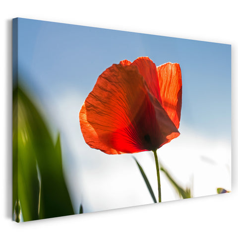 Leinwandbild Blumenbilder Mohnblume vor himmel-blauem Hintergrund