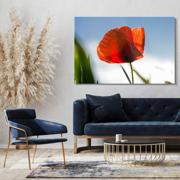 Leinwandbild Blumenbilder Mohnblume vor himmel-blauem Hintergrund