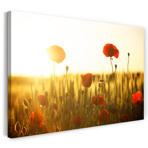 Leinwandbild Blumenbilder Blumenfotos Mohnblumen-Feld bei Sonnenaufgang