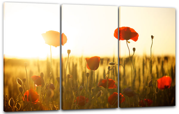 Leinwandbild Blumenbilder Blumenfotos Mohnblumen-Feld bei Sonnenaufgang