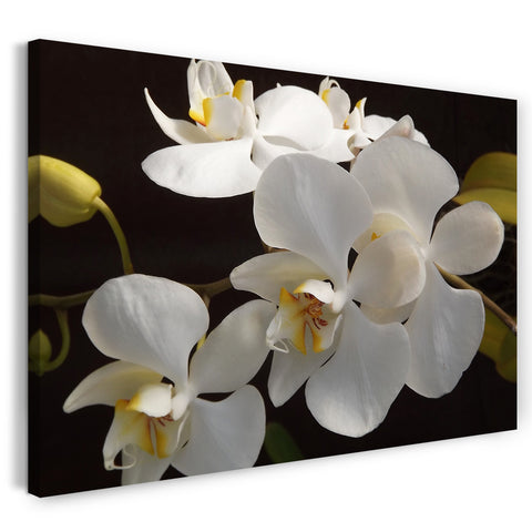 Leinwandbild Blumenbilder Orchideen Nahaufnahme schwarzer Hintergrund