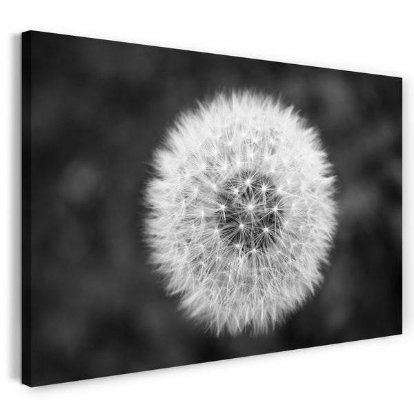 Leinwandbild Pusteblume Nahaufnahme schwarz-weiß vor grauem Hintergrund