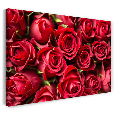 Leinwandbild Blumenbilder Blumenfotos viele rote Rose in Nahaufnahme