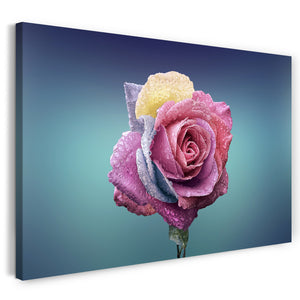 Leinwandbild Nahaufnahme Rose (hell-lila, blau, gelb) Hintergrund hell-grün
